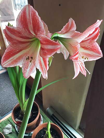 amaryllis bulb